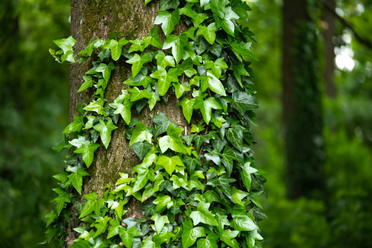 Ivy on Tree